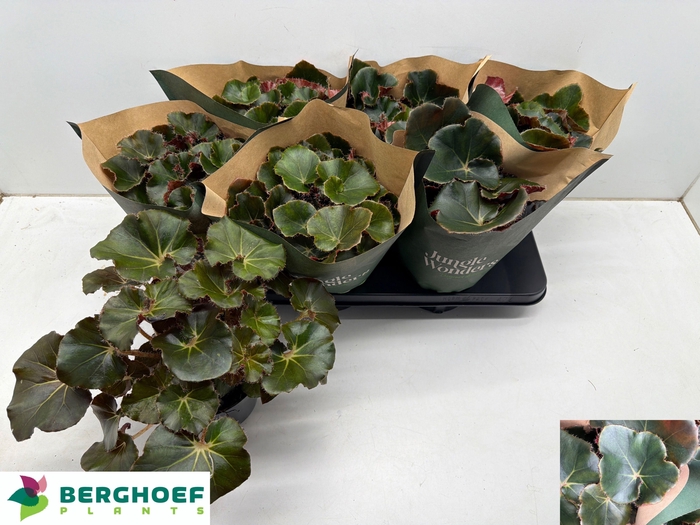 <h4>BEG ERY BLACK JUNGLE</h4>