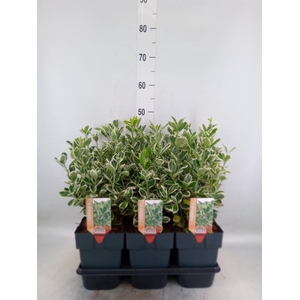 Euonymus japon. 'Kathy'