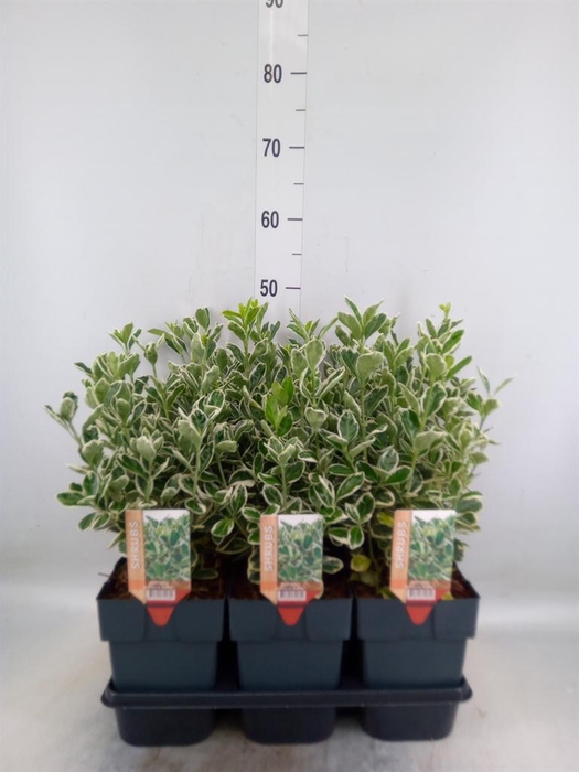 <h4>Euonymus japon. 'Kathy'</h4>