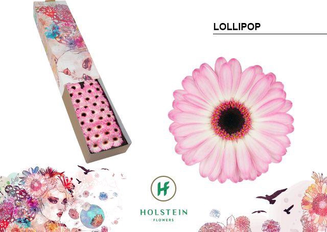 <h4>Germini Lollipop Doos</h4>