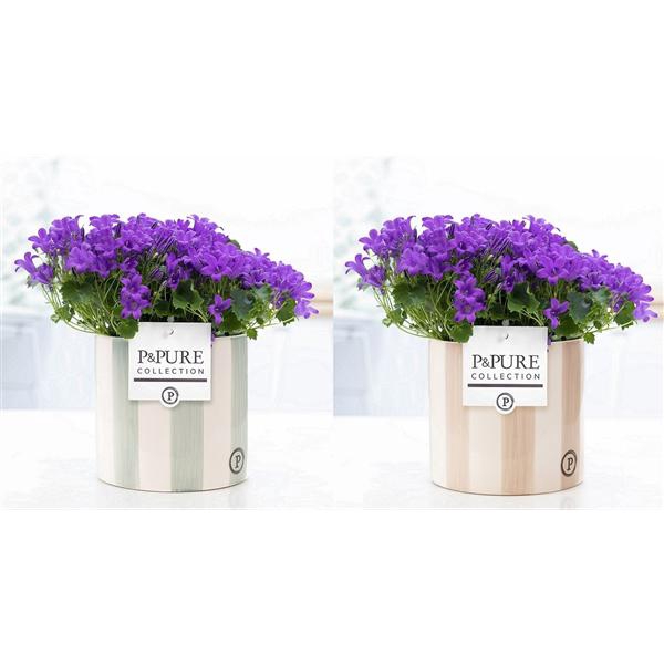 <h4>Campanula Porto LL Pure Eline</h4>