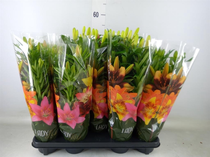 <h4>Lilium asia. ...mix</h4>