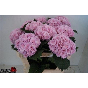 Hydr M Ch Lollypop Pink