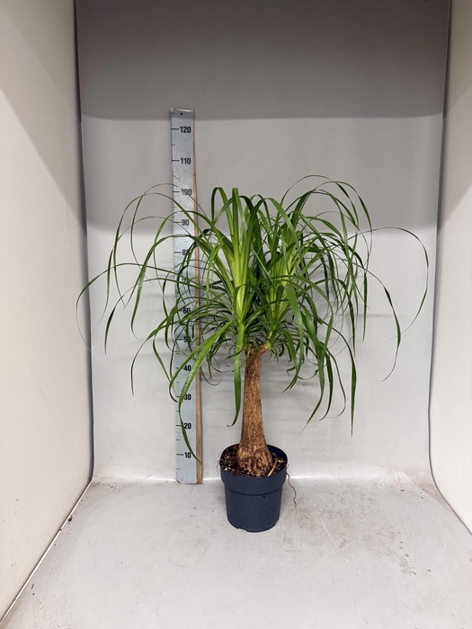 <h4>BEAUCARNEA RECUR</h4>