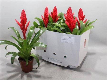 <h4>Vries X Poelmanii</h4>