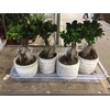 Ficus Ginseng 7 cm Retusa