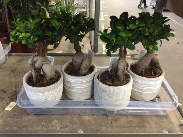 Ficus Ginseng 7 cm Retusa