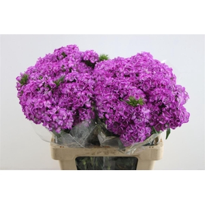 Di Barb Al Lila Fantasia