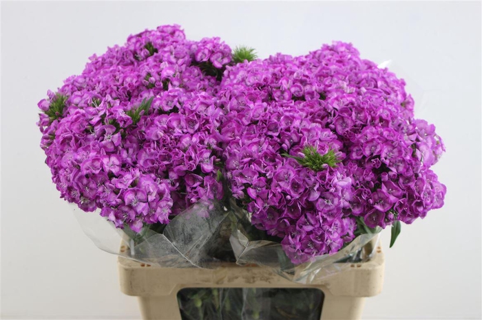 <h4>Di Barb Al Lila Fantasia</h4>