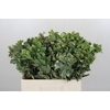 Pittosporum Ilan