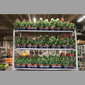 Antirr Ma Gem 1 Klr Per Tray