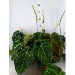 Anthurium crys. 'Karma Crystal Hyb'