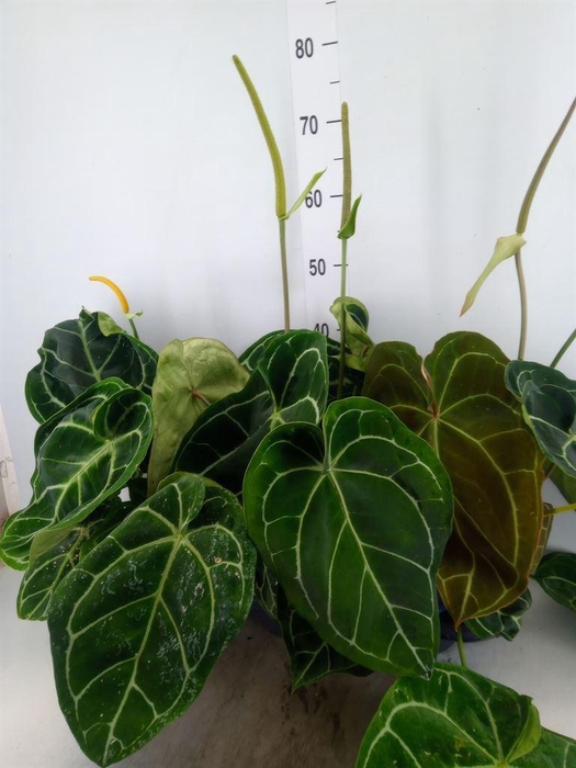 <h4>Anthurium crys. 'Karma Crystal Hyb'</h4>