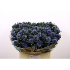 Eryngium Magnetar Qstar 60cm X30