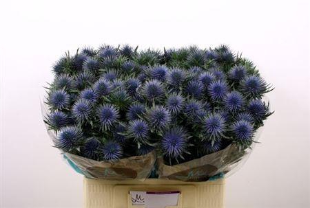 <h4>Eryngium Magnetar Qstar 60cm X30</h4>