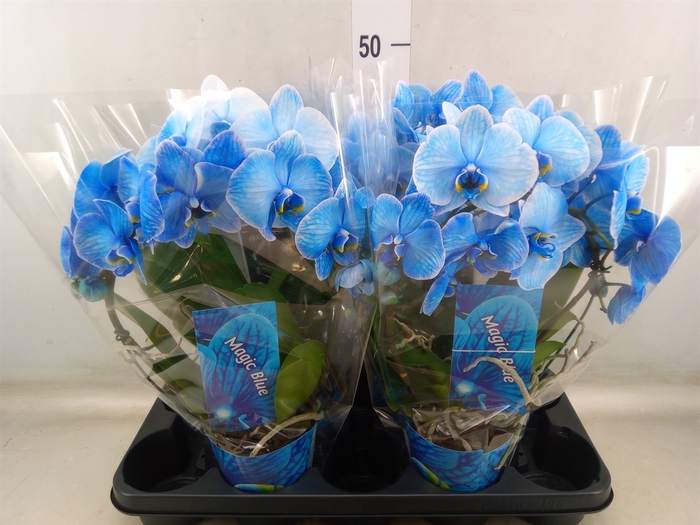 <h4>Phalaenopsis   ...</h4>