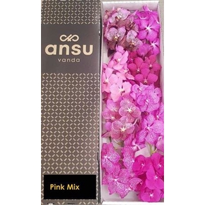 Vanda T Pink Mix