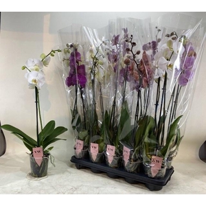 PHAL GEM