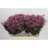 Limonium sinense Tiffany Diamond