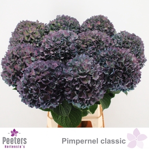 HYDR M CH PIMPERN CL