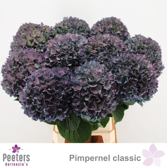 <h4>HYDR M CH PIMPERN CL</h4>