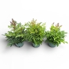 Astilbe