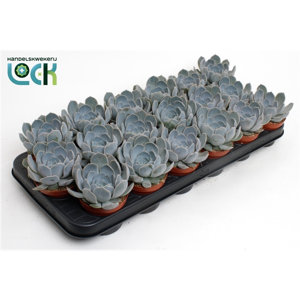 <h4>Echeveria Minima</h4>