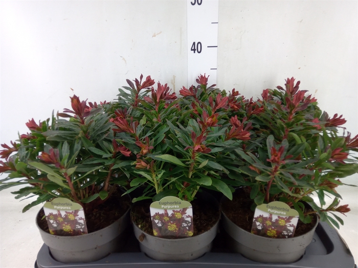 <h4>Euphorbia amygdaloides 'Purpurea'</h4>