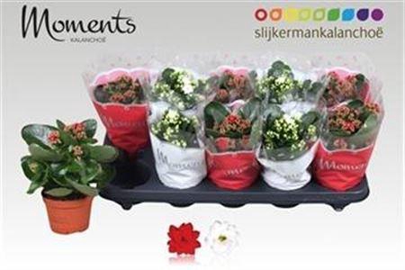 <h4>Kal Ge Gem 2 Kl</h4>