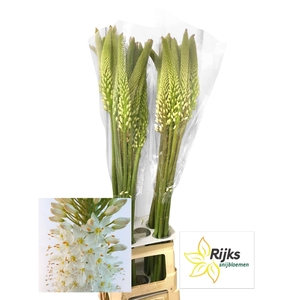 EREMURUS HIMALAICUS