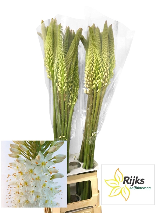 <h4>EREMURUS HIMALAICUS</h4>
