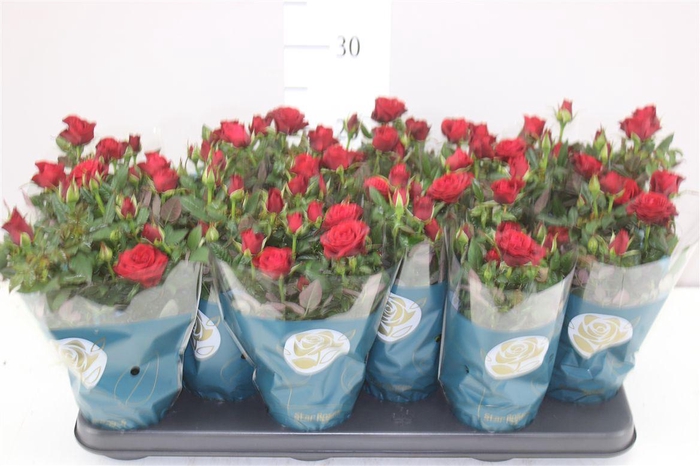 <h4>Rosa Star Red</h4>