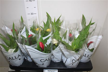 <h4>Zant Gem 2+</h4>