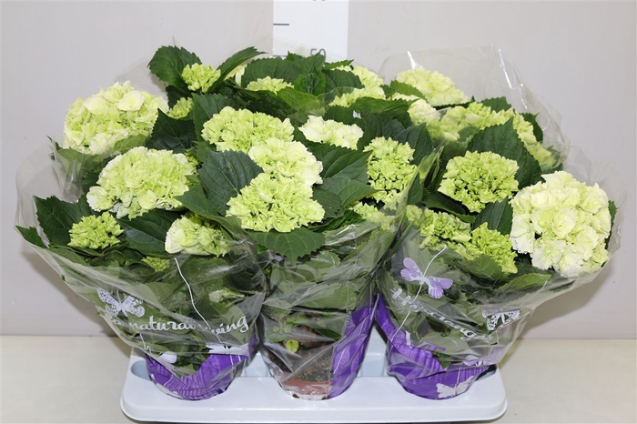 <h4>Hydrangea Schneeball 5-7</h4>