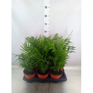Chamaedorea elegans