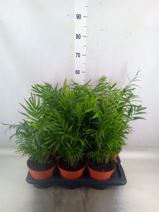 <h4>Chamaedorea elegans</h4>
