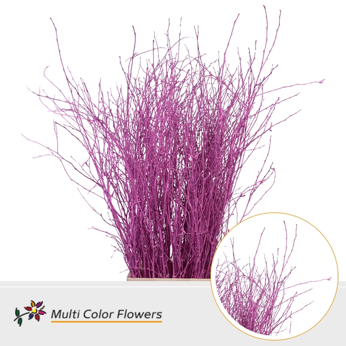 <h4>Berk Rose Nieuw</h4>