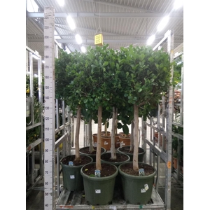Ficus microcarpa 'Moclame'
