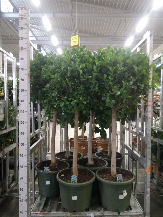 <h4>Ficus microcarpa 'Moclame'</h4>