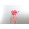 Ammi Majus Pink