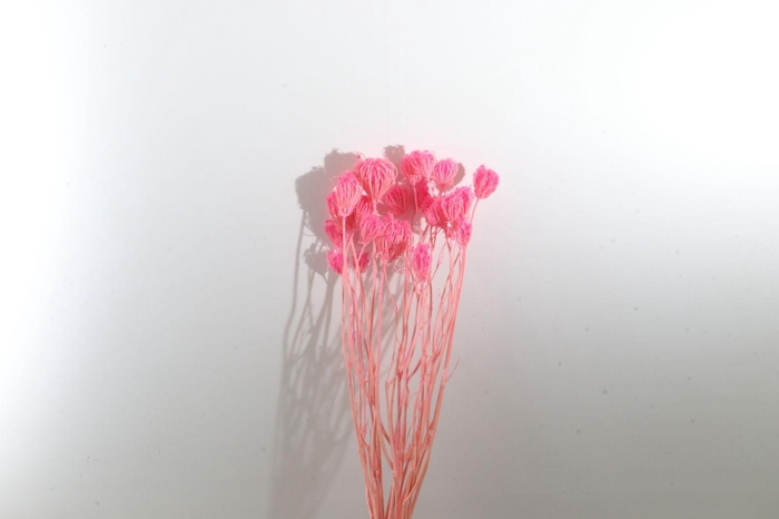 Ammi Majus Pink