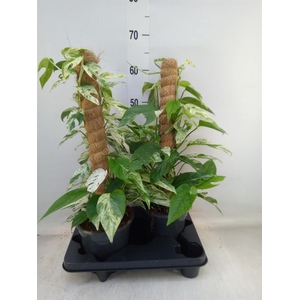 Epipremnum pinn. 'Marble Variegata'