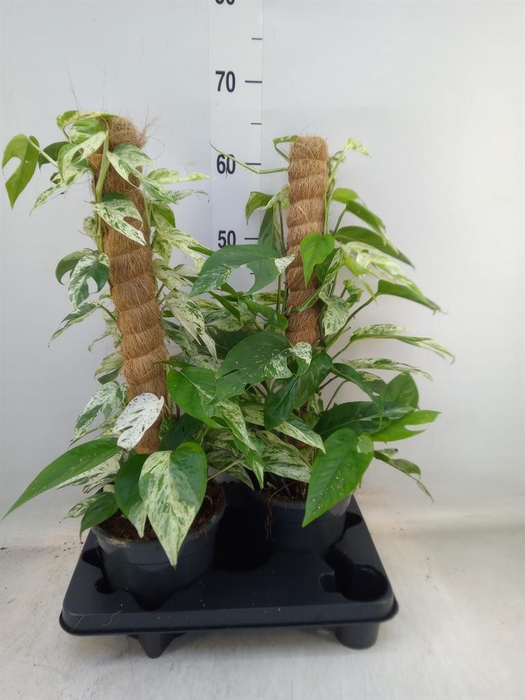 <h4>Epipremnum pinn. 'Marble Variegata'</h4>