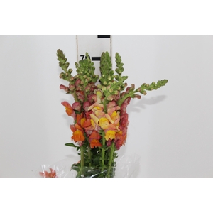 ASTER LIZ 040 CM
