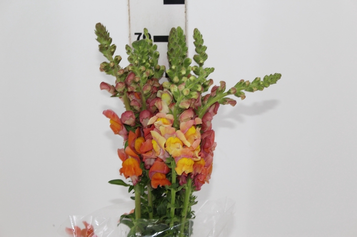 <h4>ASTER LIZ 040 CM</h4>