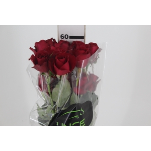 ROSA SAMOURAI 060 CM ESTUFA