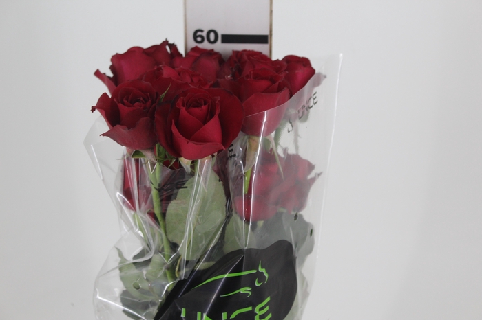 <h4>ROSA SAMOURAI 060 CM ESTUFA</h4>