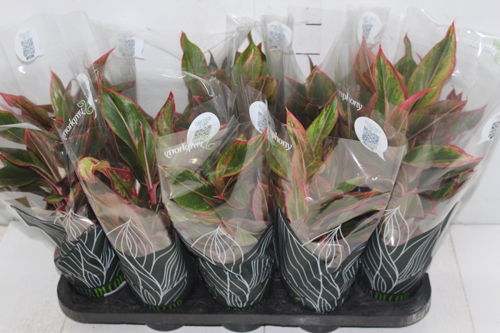 <h4>AGLAONEMA CRETA P12</h4>