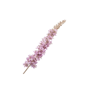 Eremurus Lilac