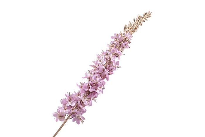 Eremurus Lilac